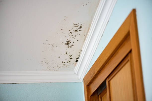 Best Emergency Mold Remediation in Highland, CA