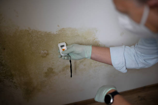 Best Post-Flood Mold Remediation in Highland, CA