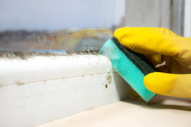 Best Residential Mold Remediation in Highland, CA